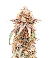 Silver Surfer Haze (BlimBurn Seeds) Cannabis-Samen
