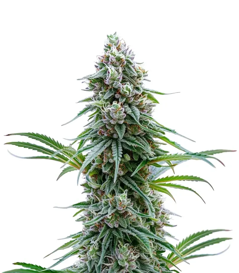 Space Queen (Brothers Grimm Seeds)