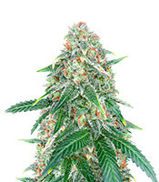Sweet Zenzation XL Auto Samen feminisiert (Sweet Seeds)