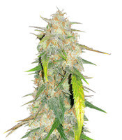 Julies Cookies (Big Head Seeds) Cannabis-Samen