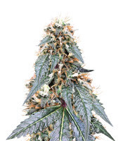Royal Queen Diamond (Kera Seeds) Cannabis-Samen