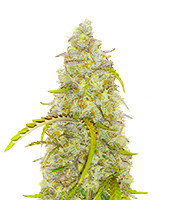 Black Herer Autoflower feminisierte Samen (EGS)