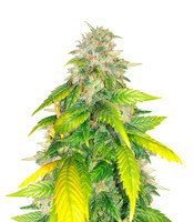 HulkBerry strain