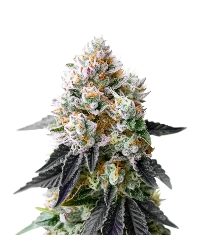 Crescendo RBX1 (Ethos Genetics)