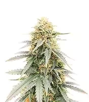 Durban Poison Autoflower feminisierte Samen (Humboldt Seed Company)