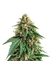 Glueberry (Expert Seeds) Cannabis-Samen