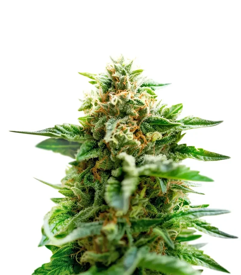 Mango Crack (Original Sensible Seeds)