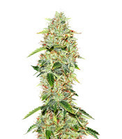 Bakers Delight (DNA Genetics) Cannabis-Samen