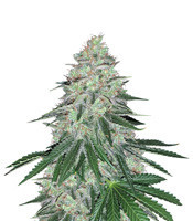 Sweet ZZ (Sweet Z) (RQS) Cannabis-Samen