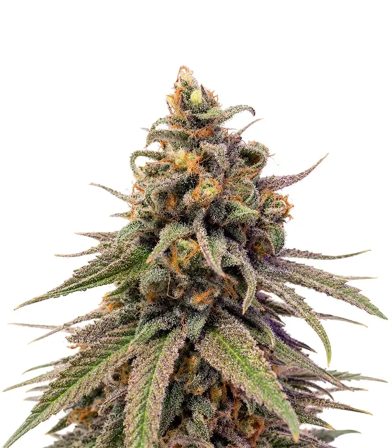 Durban Poison (Barney's Farm)