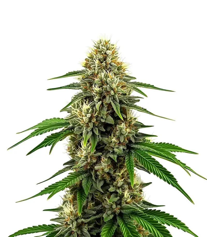 Future #1 (Blimburn Seeds)