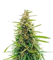 Gorilla Fast (00 Seeds)