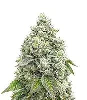 Mandarin Cookies R1 V2 feminisierte Samen (Ethos Genetics)