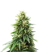 Runtz Triploid (Advanced Seeds)