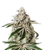 White Widow (GHS) Cannabis-Samen