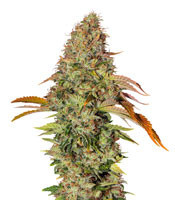 Z OG Auto (Barney's Farm) Cannabis-Samen
