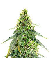 Gorilla Purple Autoflower feminisierte Samen (EGS)