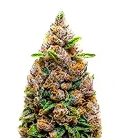 Big Bomb Auto (Bomb Seeds) Cannabis-Samen