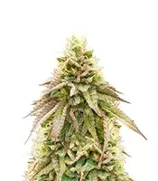 Brains Damage (K.C. Brains Seeds) Cannabis-Samen