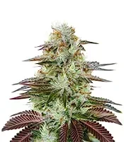 King’s Kush Auto (GHS) Cannabis-Samen