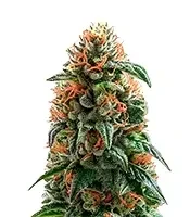 Pineapple Gum (Blackskull Seeds) Cannabis-Samen