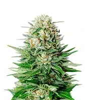 Super Lemon Haze (GHS)