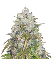 Dance World CBD (RQS) Cannabis-Samen