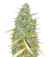 High Mass ASB Giant Auto (Xtreme Seeds) Cannabis-Samen