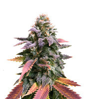 Laughing Buddha feminisierte Samen (Barney’s Farm)