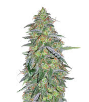 Tangilope (DNA Genetics) Cannabis-Samen