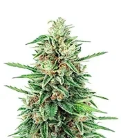 Ceres Kush (Ceres Seeds)