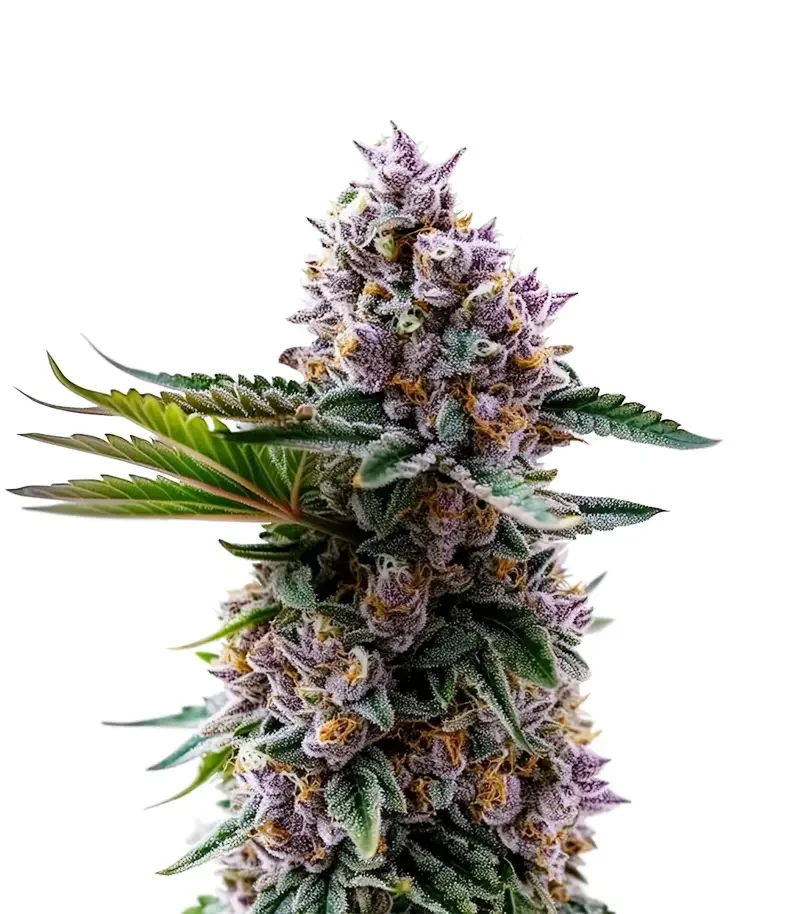 Permanent Marker (Royal Queen Seeds)