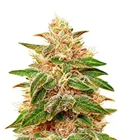 Pure Kush (GHS) Cannabis-Samen