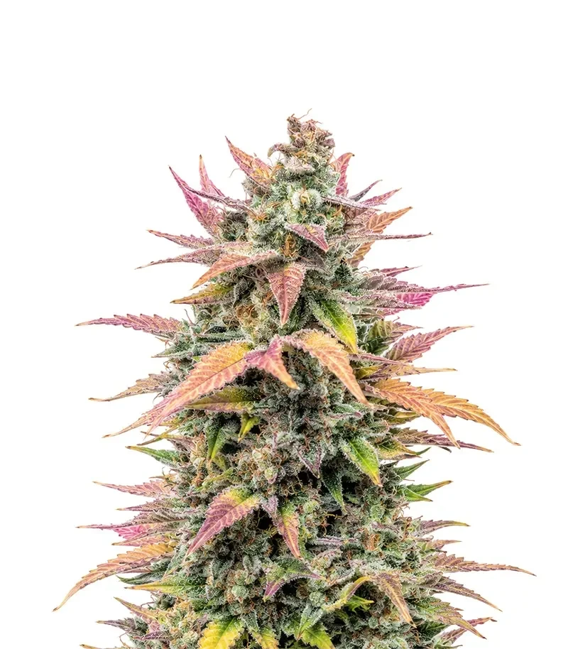Trop Cherry (Original Sensible Seeds)
