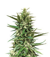 Secret Ducky (Xtreme Seeds) Cannabis-Samen