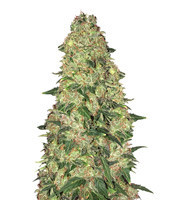 White Widow Auto CBD (GHS) Cannabis-Samen