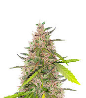 Auto Euforia (Dutch Passion) Cannabis-Samen