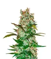 Mimosa x Orange Punch Auto feminisierte Samen (Barney's Farm)