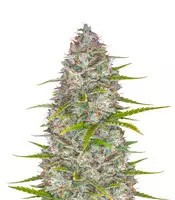 Orange Sherbet Auto feminisierte Samen (Fast Buds)