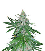 Critical Kush regular (Barney's Farm) Cannabis-Samen