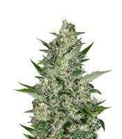 Super Critical Auto (GHS) Cannabis-Samen