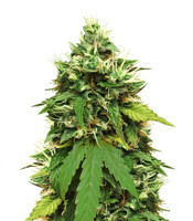 Big Bud Autoflower strain