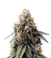Sorbet Stash (DNA Genetics) Cannabis-Samen