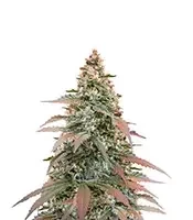 Super Boof Auto feminisierte Samen (Fast Buds)