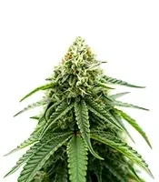 Sweet Critical CBD (00 Seeds)
