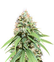 Alien OG Regular strain