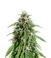 CBD Caramel regular (Barney's Farm) Cannabis-Samen