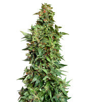 Dinamed Kush CBD Autoflowering (Dinafem Seeds) Cannabis-Samen
