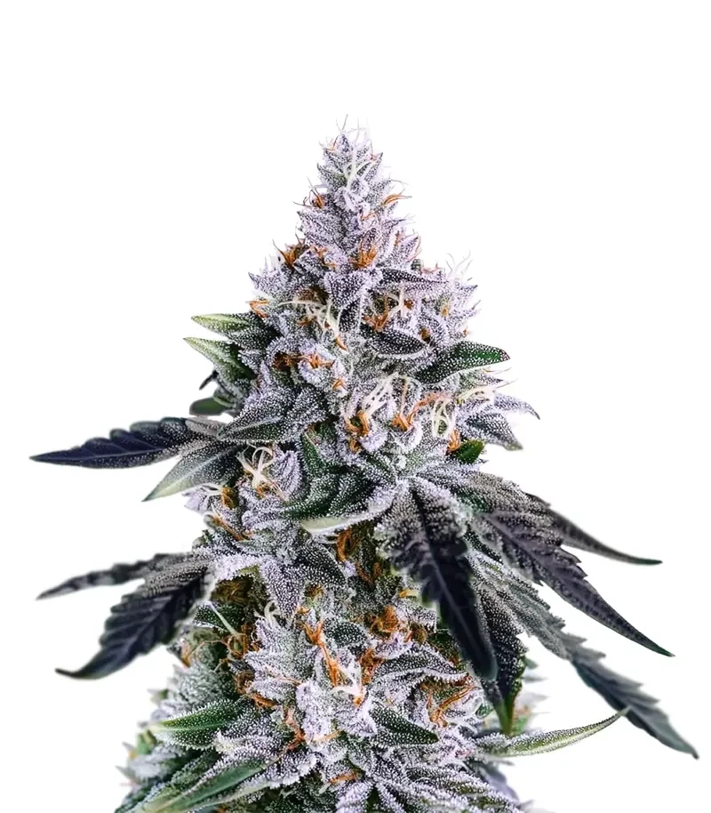 Banana Daddy R1 (Ethos Genetics)