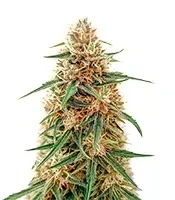 Doctor Shiva Auto (Flash Seeds) Cannabis-Samen